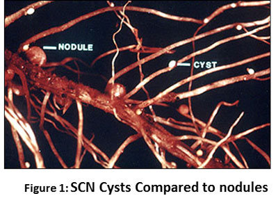 SOYBEAN CYST NEMATODE PRE-SEASON CONSIDERATIONS